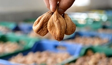 Kuru İncir Özellikleri ve Faydaları Nelerdir?